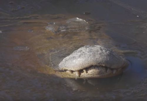 У США алігатори вмерзли в кригу, щоб перечекати сильні морози: відео