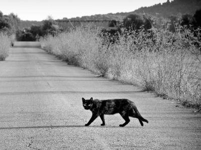 Забобонна черниця з Італії потрапила в ДТП через чорного кота