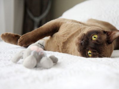 Соцсети взорвало видео самой неуклюжей кошки в мире