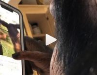 Сеть насмешила обезьяна, освоившая Instagram