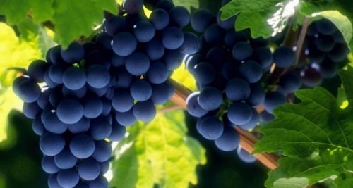 Експерти назвали корисні властивості винограду